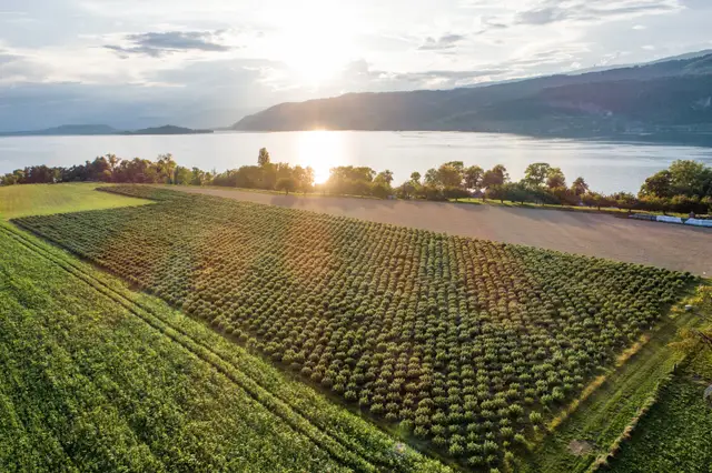 Heimische Anbaufläche am Bielersee – Rohstoffbasis der Heimat Manufaktur AG für Cannabis, Healthcare und Botanicals aus Schweizer Produktion